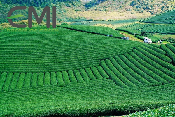 Sinh thái và đất trồng chè Sinh thái và đất trồng chè