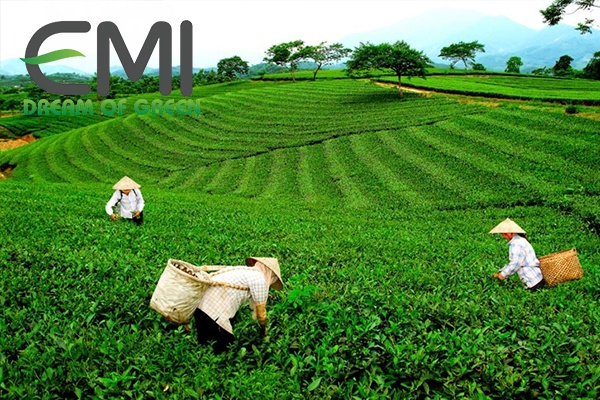 Sinh thái và đất trồng chè Sinh thái và đất trồng chè