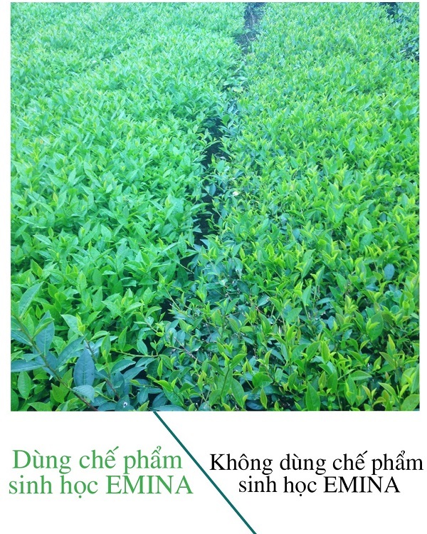 Khác biệt giữa việc sử dụng EMINA và không sử dụng EMINA trong cùng một mùa vụ Khác biệt giữa việc sử dụng EMINA và không sử dụng EMINA trong cùng một mùa vụ