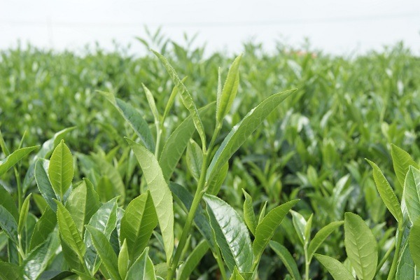 sử dụng emina-p cho chè