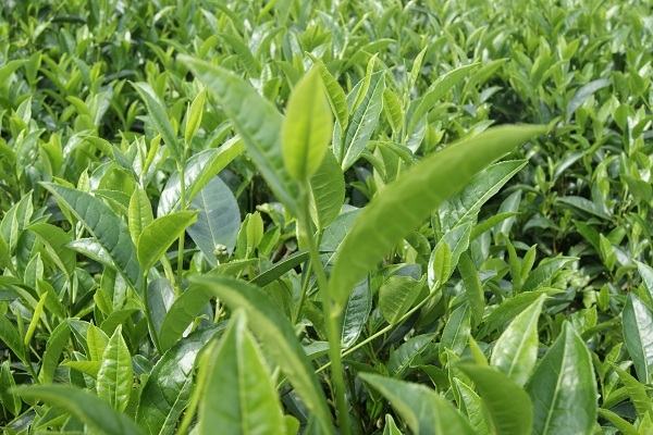 sử dụng chế phẩm sinh học cho chè