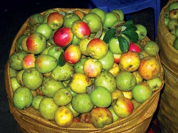 phân biệt táo mèo trung quốc và táo mèo việt nam