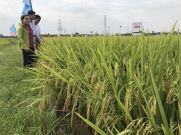 Cán bộ khuyến nông thăm ruộng lúa nhà cô Luyến Cán bộ khuyến nông thăm ruộng lúa nhà cô Luyến