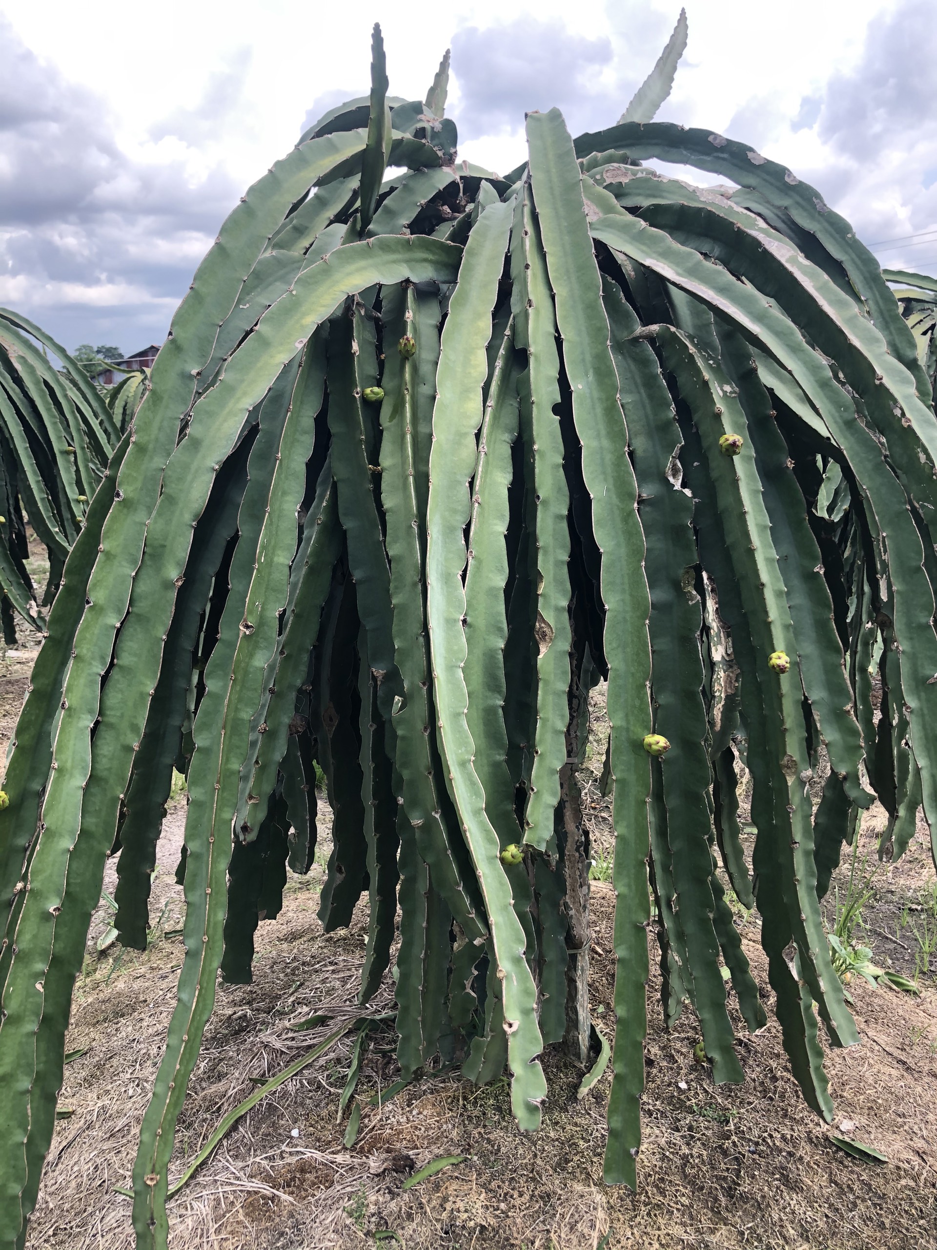 thanh20long20emi-3 Thanh long sau khi dùng vi sinh Emi