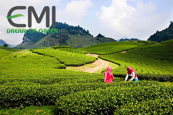 Thiết kế công trình để trồng chè