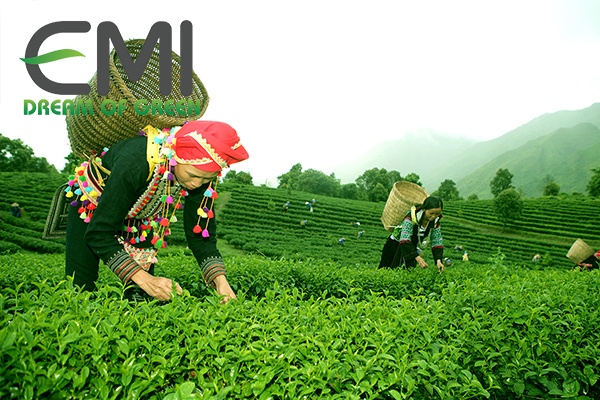 Thiết kế công trình để trồng chè