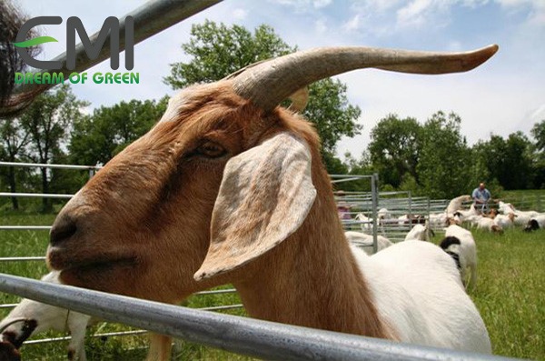 Dê xuất khẩu Dê xuất khẩu