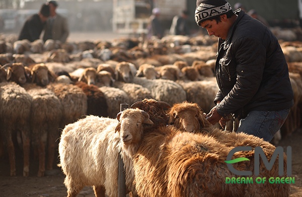 Trang trại nuôi dê Trang trại nuôi dê