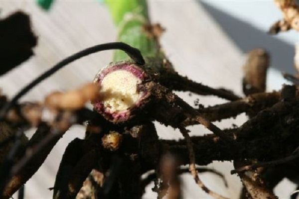 bệnh thối đen gốc trên hoa lan