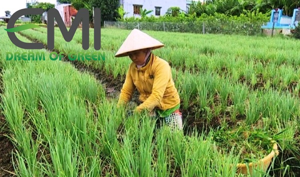 Thời vụ, đất, tưới nước và phân bón cho hành lá Thời vụ, đất, tưới nước và phân bón cho hành lá