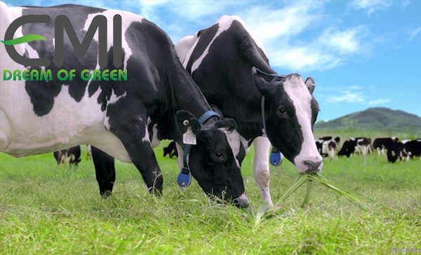 Thức ăn cho bò sữa Thức ăn cho bò sữa