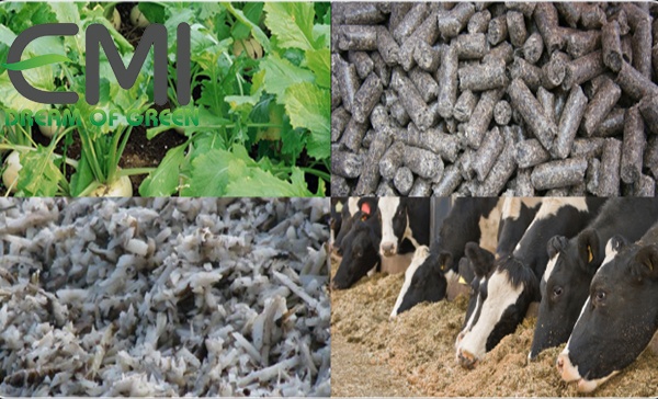 Thức ăn cho bò sữa Thức ăn cho bò sữa