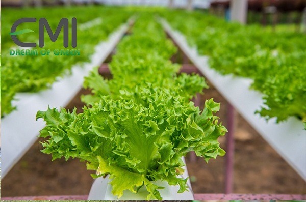 Rau được trồng bằng phương pháp thủy canh bằng nước thải