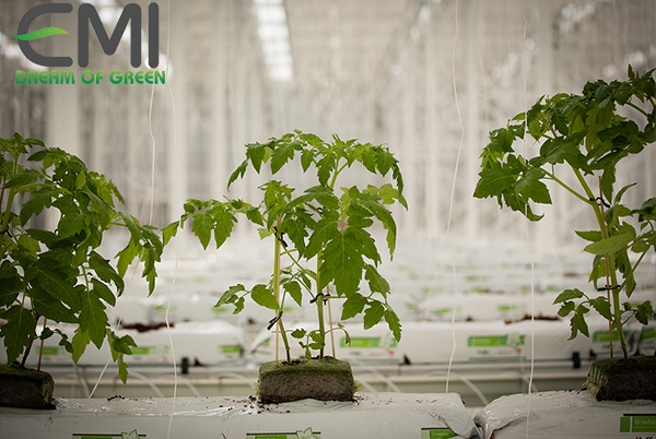 Cây phát triển rất tốt