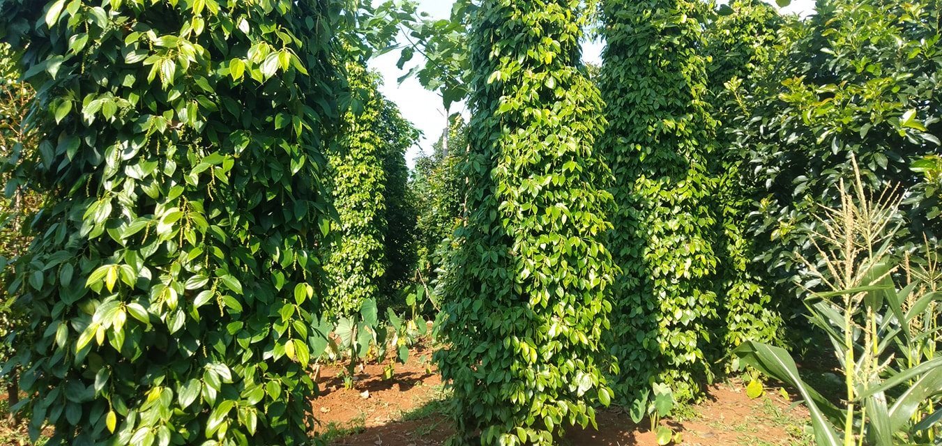 Phòng trừ bệnh chết nhanh chết chậm trên cây hồ tiêu bằng chế phẩm sinh học EMINA