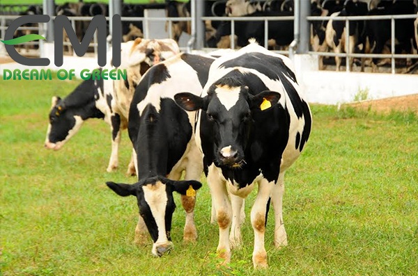 Xây dựng khẩu phần ăn cho bò sữa Xây dựng khẩu phần ăn cho bò sữa