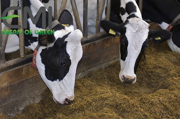 Xây dựng khẩu phần ăn cho bò sữa Xây dựng khẩu phần ăn cho bò sữa