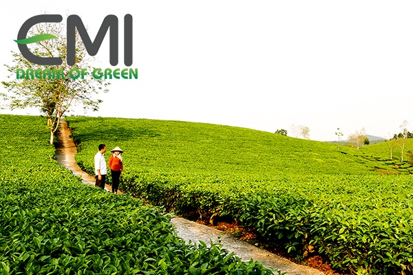 Sản xuất và tiêu thụ chè Việt Nam Sản xuất và tiêu thụ chè Việt Nam