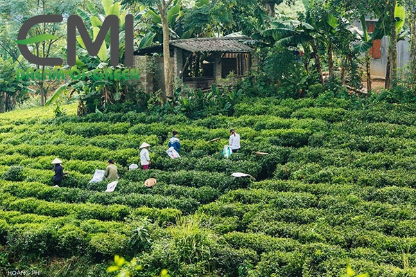 Sản xuất và tiêu thụ chè Việt Nam Sản xuất và tiêu thụ chè Việt Nam