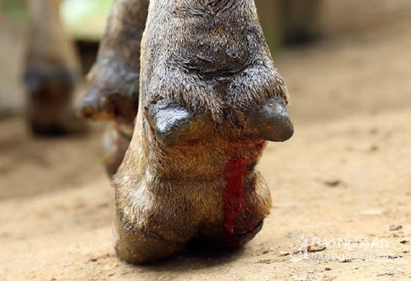 cách phòng ngừa bệnh lở mồm long móng trên gia súc cách phòng ngừa bệnh lở mồm long móng trên gia súc