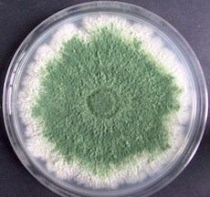 trichoderma-2 Nấm Trichoderma