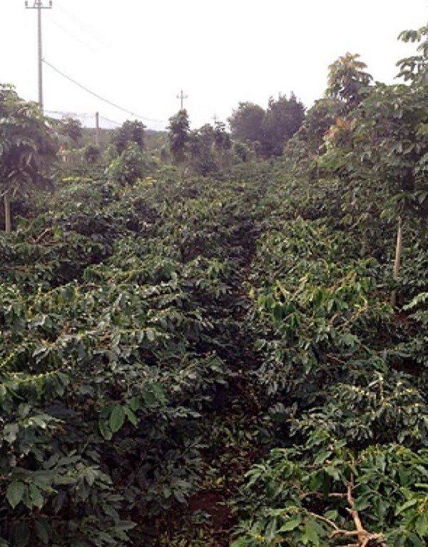 Vườn cà phê nhà chú Phú bị bệnh nấm hồng trước khi sử dụng chế phẩm sinh học EMINA Vườn cà phê nhà chú Phú bị bệnh nấm hồng trước khi sử dụng chế phẩm sinh học EMINA