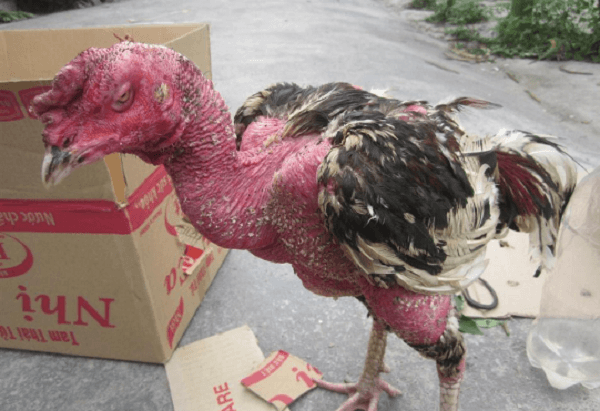 triệu chứng và cash điều trị bệnh tụ huyết trùng ở gà triệu chứng và cash điều trị bệnh tụ huyết trùng ở gà