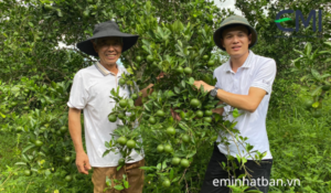 Vườn cam chăm sóc bằng chế phẩm sinh học