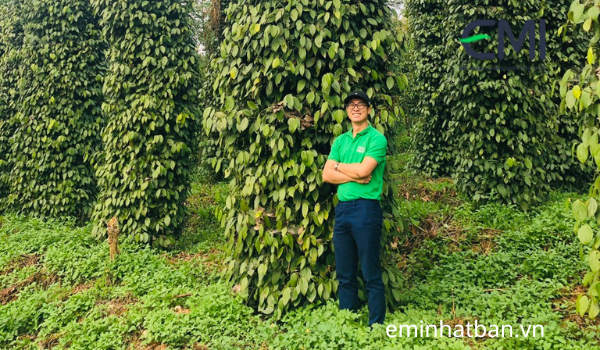 Vườn hồ tiêu sử dụng chế phẩm sinh học EMINA-P