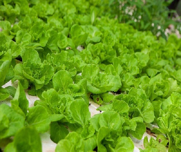 cây xà lách cây xà lách