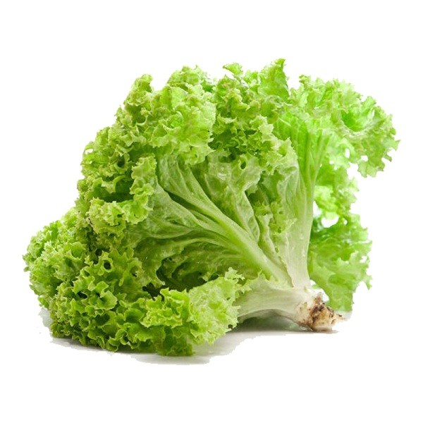 xà lách lô lô xanh xà lách lô lô xanh