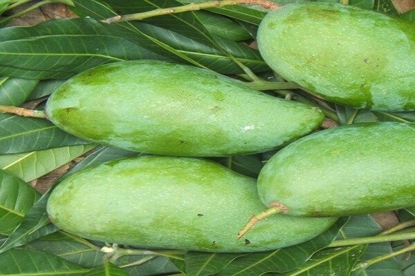 xoài thái lan xoài thái lan