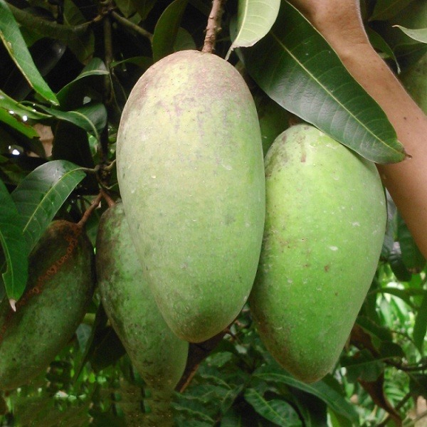 xoài tượng xoài tượng