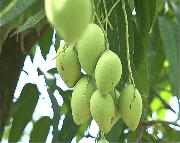 xoài xiêm xoài xiêm