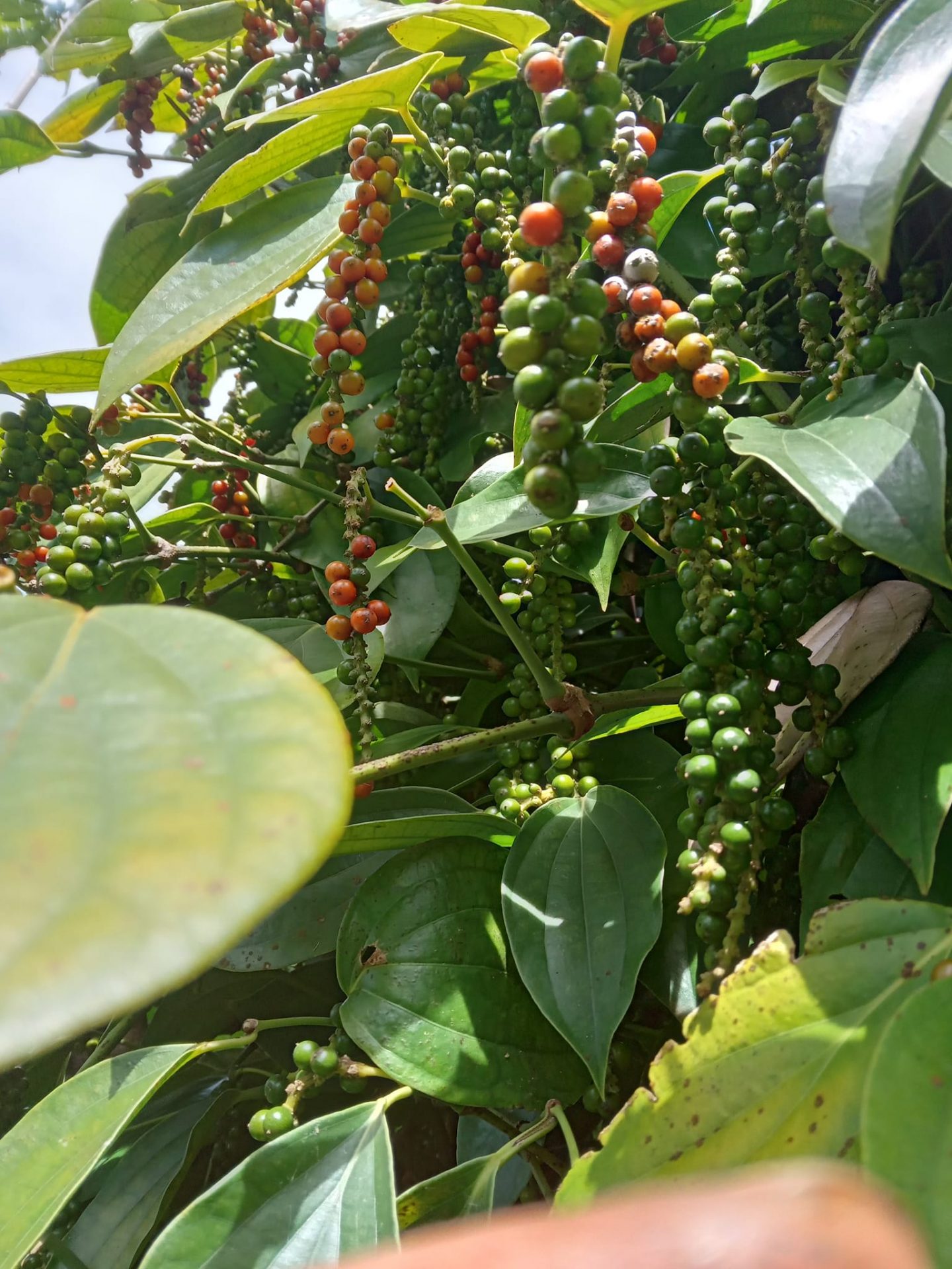 Chế phẩm sinh học trong trồng trọt