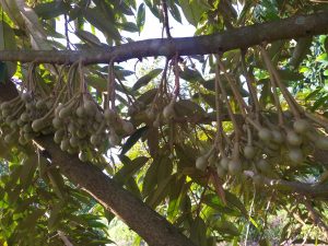 quy trình chăm sóc sầu riêng