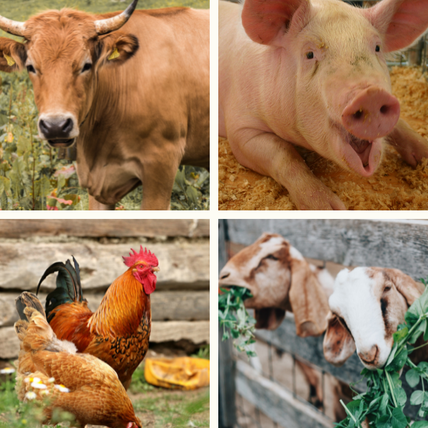 lĩnh vực hoạt động