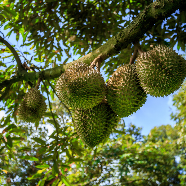 lĩnh vực hoạt động emi nhật bản
