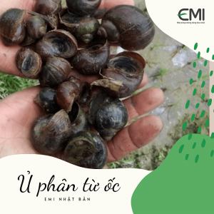 Cách ủ phân ốc bằng chế phẩm sinh học EMINA