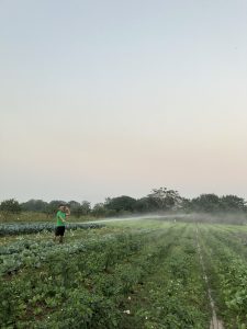 Vườn rau EM Farm