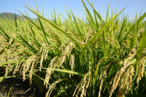 Thay thế phân bón bằng vi khuẩn tạo amoniac