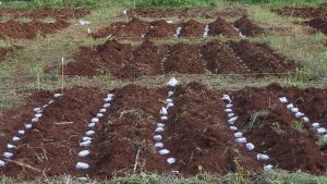 Trồng thử nghiệm khoai tây bọc trong giấy sinh học làm từ thân cây chuối ở Kenya. Ảnh: Laura Cortada.