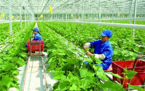 Lĩnh vực nông nghiệp sạch tưởng hấp dẫn nhưng lại chứa nhiều rủi ro