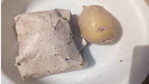 Giấy chứa nhiều lignin và cellulose, thành phần chủ yếu trên thân cây chuối. Ảnh: Laura Cortada.