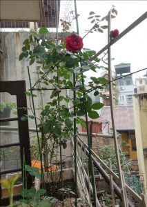 trồng hồng leo rất đơn giản