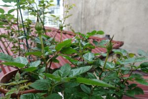 hồng leo bật lộc