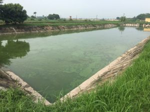 Tảo độc trong ao nuôi