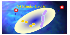 Vi khuẩn Lactic