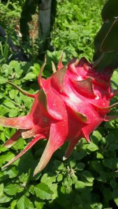 Quy trình chăm sóc thanh long