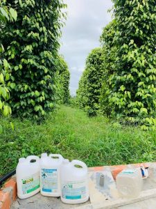 Để cỏ trong vườn hồ tiêu